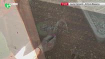 Bioparco di Roma, nate 52 lucertole rare delle Eolie