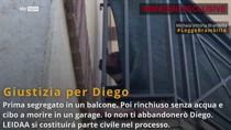 Reggio Emilia, morte pitbull Diego: condanna dalla Brambilla
