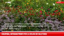 Colombia, artigiani pronti per la sfilata dei Silleteros