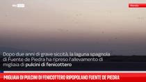 Pulcini di fenicottero ripopolano Fuente de Piedra