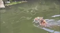 Ferragosto al Bioparco: bagni di leoni e capriole del kea