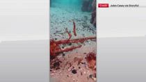Australia, il corteggiamento tra due cavallucci marini