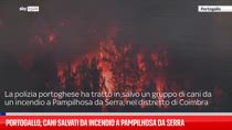 Portogallo, cani salvati da incendio a Pampilhosa da Serra