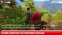 Calabria, sequestrata maxi piantagione di marijuana