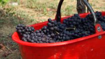 Cambiamento climatico, vendemmia anticipata in Piemonte