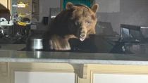 Orso mangia gelato furtivamente in California