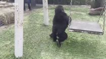 Istanbul, gorilla di un anno nascosto in aereo: salvato