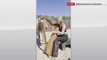 Usa, musicista suona l'arpa insieme a un cavallo