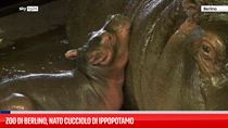 Zoo di Berlino, nato cucciolo di ippopotamo