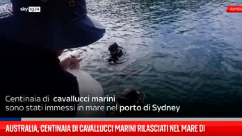 Australia, centinaia di cavallucci marini rilasciati nel mare di Sydney