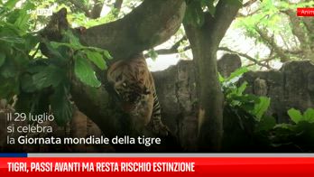 Giornata mondiale tigre, Wwf: resta rischio estinzione