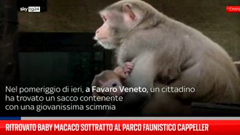 ERROR! Ritrovato baby macaco sottratto al Parco Faunistico Cappeller