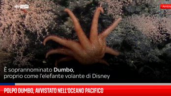 Polpo Dumbo, avvistato nell'Oceano Pacifico