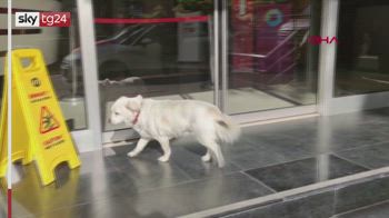 Turchia, cane aspetta il padrone malato di Covid fuori dall'ospedale