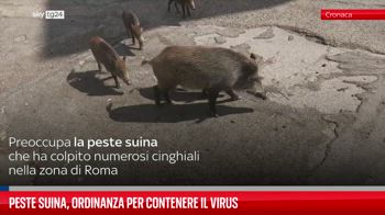 Peste suina a Roma, ordinanza per contenere il virus
