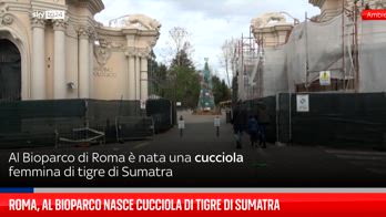 Roma, al Bioparco nasce cucciola di tigre di Sumatra