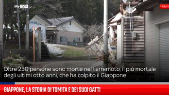 Giappone, la storia di Tomita e dei suoi gatti