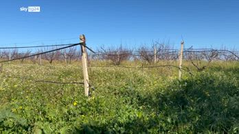 Agricoltura in crisi, in Sicilia manca l'acqua e aumentano le spese