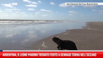 Argentina, il leone marino ferito torna nell?oceano