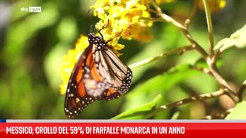 Messico, crollo del 59% di farfalle monarca in un anno