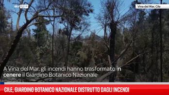 Cile, giardino botanico nazionale distrutto dagli incendi
