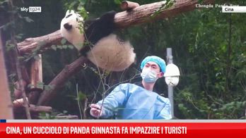 Cina, un cucciolo di panda ginnasta fa impazzire i turisti