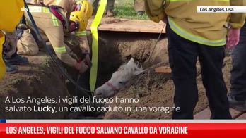 Los Angeles, pompieri salvano cavallo in una voragine