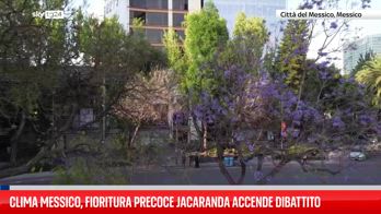 Clima Messico, fioritura precoce jacaranda accende dibattito