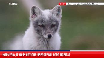 Norvegia, 5 volpi artiche liberate nel loro habitat