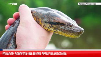 Amazzonia, scoperta nuova specie di anaconda