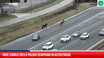Ohio, cavalli della polizia scappano in autostrada