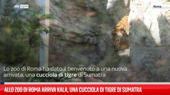 Allo zoo di Roma arriva Kala, una cucciola di tigre di Sumatra