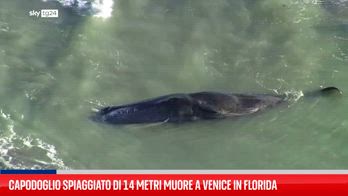 Capodoglio spiaggiato muore in Florida