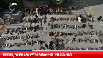Turchia, polizia sequestra 200 animali imbalsamati