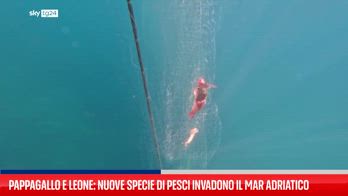 Il pesce pappagallo minaccia le specie del mar Adriatico