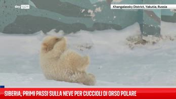 Siberia, primi passi sulla neve per cuccioli di orso polare