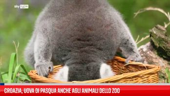 Gli animali dello zoo di Zagabria ricevono delle uova di Pasqua