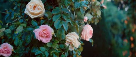 La signora delle rose, il trailer del film francese