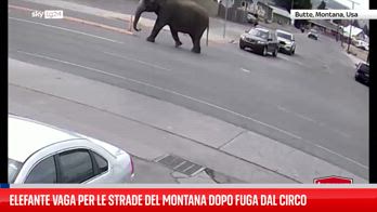 Elefante vaga per le strade del Montana dopo fuga dal circo