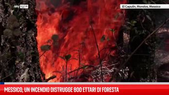 Messico, un incendio distrugge 800 ettari di foresta