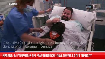 Ospedale spagnolo arruola cani per sollevare morale di pazienti in terapia intensiva