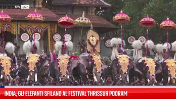 India, la sfilata di elefanti al festival Thrissur Pooram