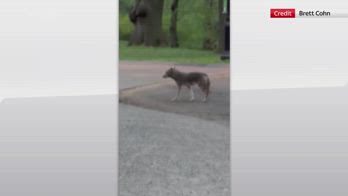 New York, avvistato un coyote a spasso per Central Park