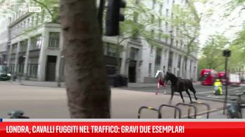 Gravi due dei cavalli dell'esercito scappati a Londra