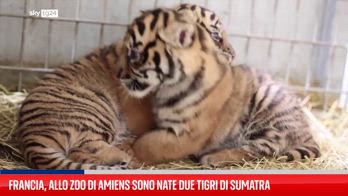 Zoo francese accoglie i cuccioli di tigre di Sumatra