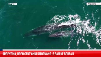 Argentina, il ritorno delle balene boreali
