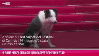 VIDEO Il cane Messi sfila sul red carpet come una star