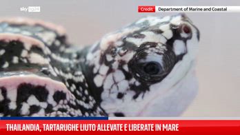 Thailandia, tartarughe allevate liberate in mare