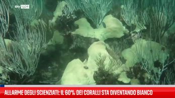 Il 60% dei coralli è diventato bianco secondo gli scienziati