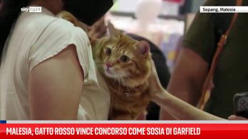 Gatto rosso vince concorso per sosia di Garfield in Malesia